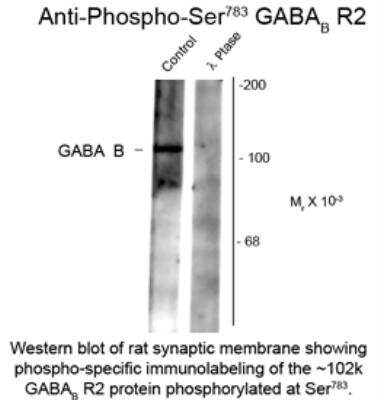 Western Blot: GABA-B R2 [p Ser783] Antibody [NB100-61101] - Rat synaptic membrane showing specific immunolabeling of the ~102 k GABAB R2 protein phosphorylated at Ser783 (control). The phosphospecificity of this labeling is shown in the second lane (lambda-phosphatase: lambda-Ptase). The blot is identical to the control except that it was incubated in lambda-Ptase (1200 units for 30 min) before being exposed to the phospho-Ser783 GABAB antibody. The immunolabeling is completely eliminated by treatment with lambda-Ptase.